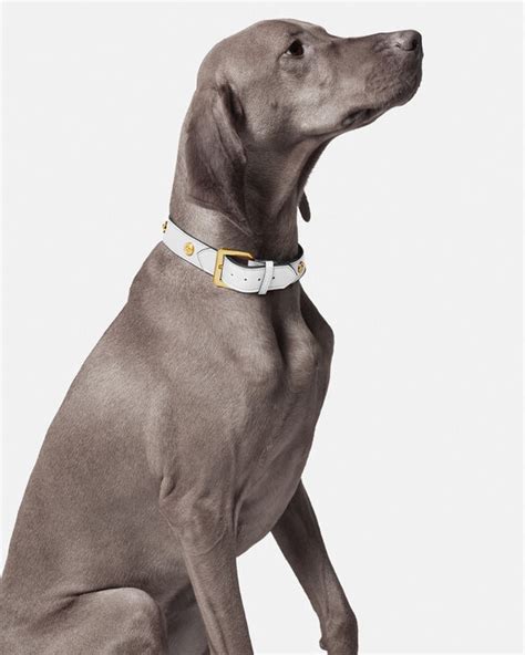 collar versace|versace dog accessories.